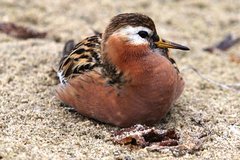 Red Phalarope